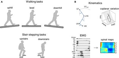 Neuromuscular Age-Related Adjustment of Gait When Moving Upwards and Downwards